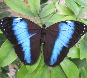 Zeeland-TropicalZoo- Vlinder.JPG