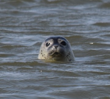 Scheldesafari - DSC_0051 - kopie.JPG